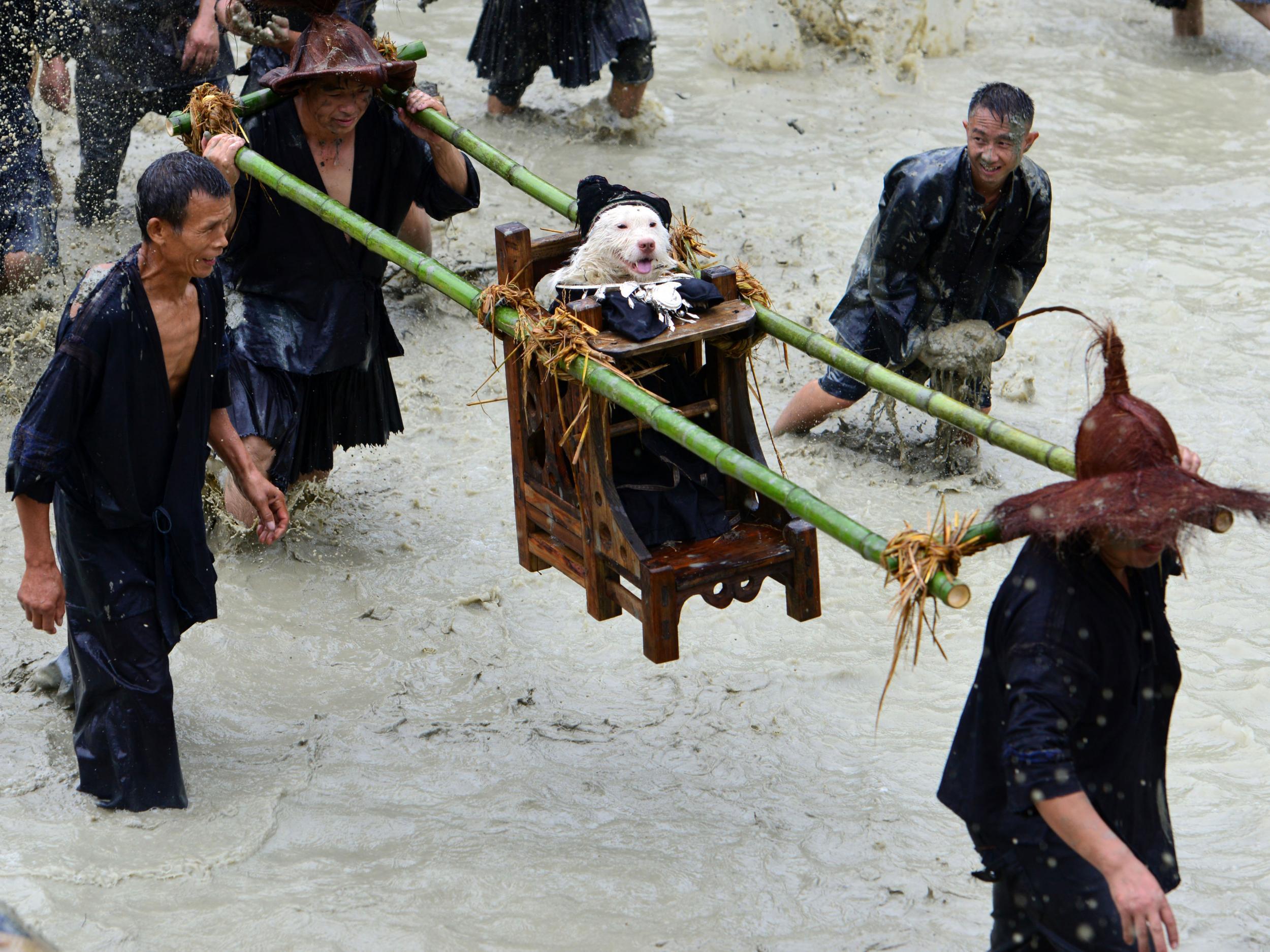 Local Chinese villagers carry a dog dressed in human clothes during a folk festival parade known as 'Dog carrying Day'