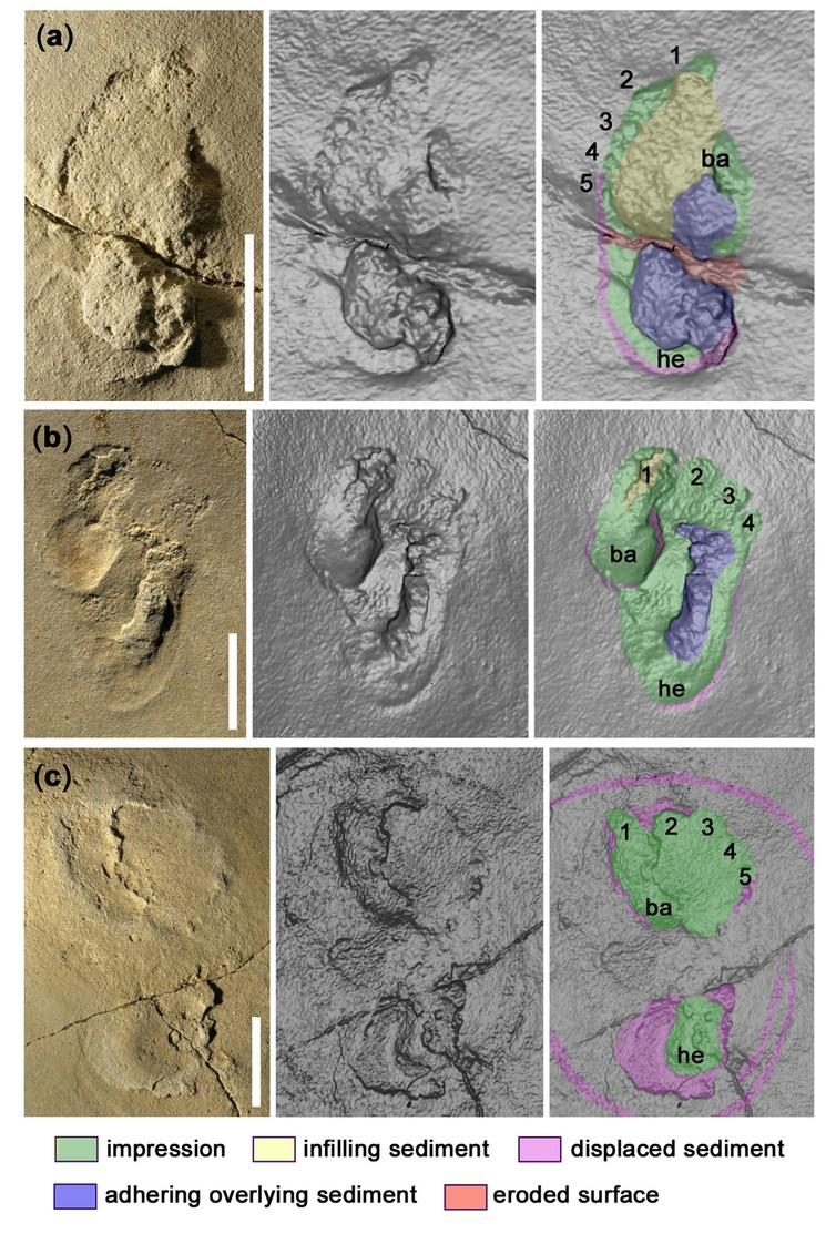 Footprints discovered in Trachilos