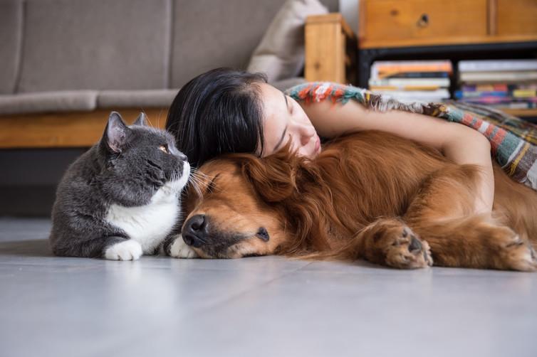 A more sedentary lifestyle is as bad for pets as it is for humans