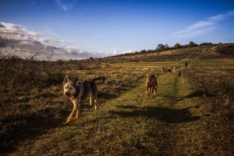 Cats and dogs are living longer than ever