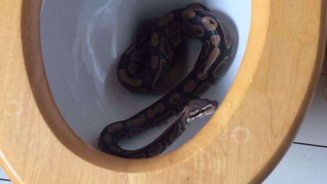 The python when it was found in the toilet