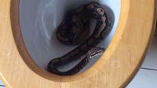 Python found hiding in Essex bathroom toilet