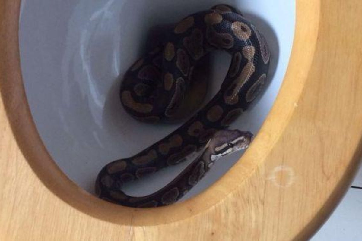 Python found hiding in Essex bathroom toilet after entering through ...