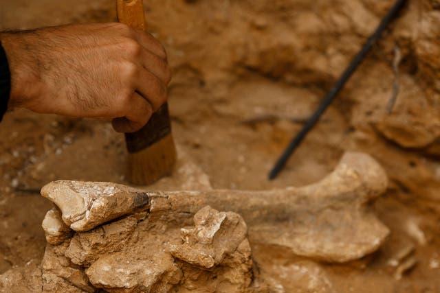 Findings from an archaeological dig (not pictured) show Bronze Age women travelled far 