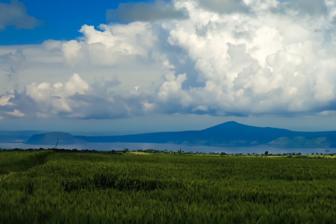 Koka lake, Ethiopia, surrounded by fields of teff