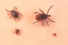 It’s high time for ticks, which are spreading diseases farther