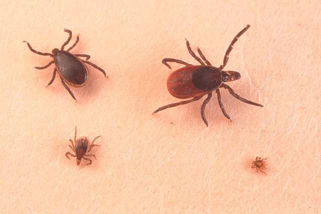 Tick populations are growing in number across the US