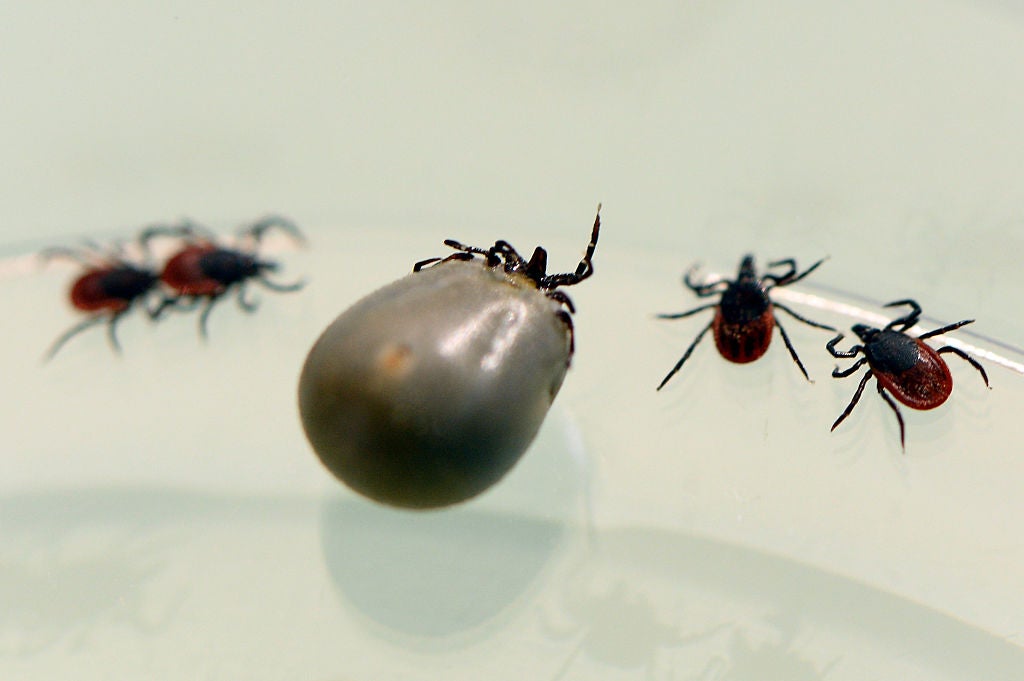 The blacklegged tick has seen nearly a 45 per cent increase in the number of counties it has been found since 1998 (AFP/Getty)