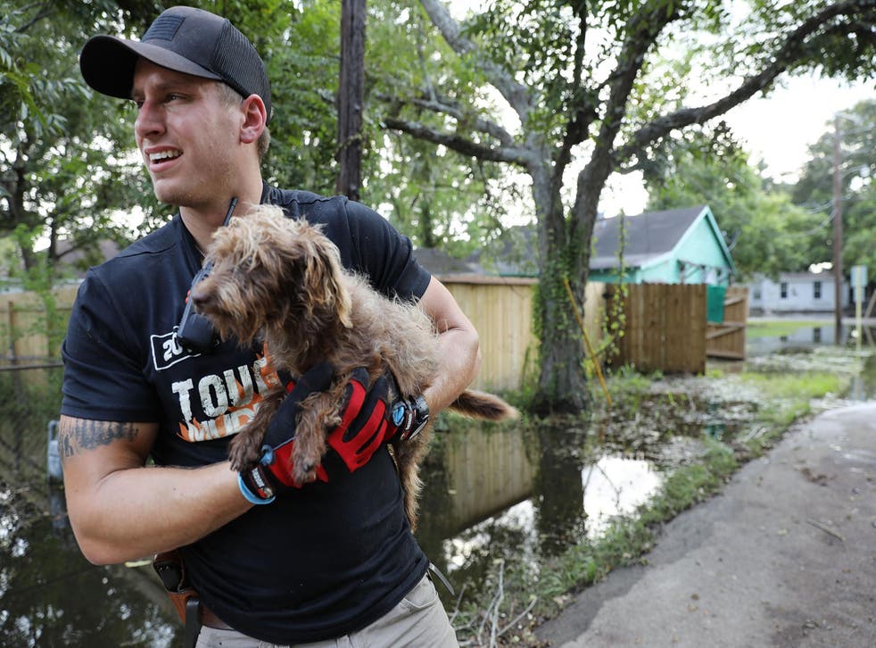 A volunteer rescuing a dog from the flood waters in Texas. Hundreds of animals have been abandoned by their owners