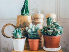 Millennials can't afford kids, so we have house plants instead