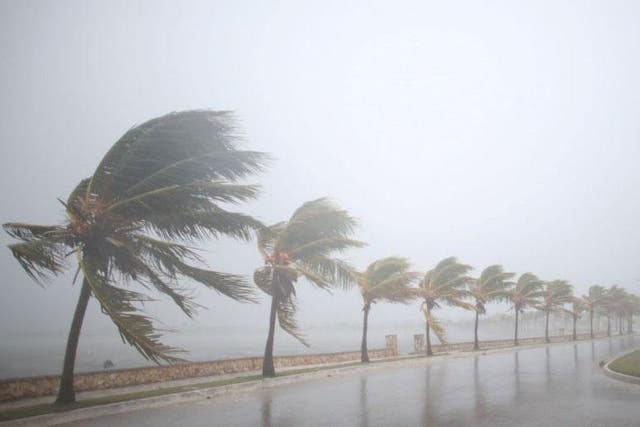 Palm trees sway in the wind prior to the arrival of the Hurricane Irma in Caibarien, Cuba