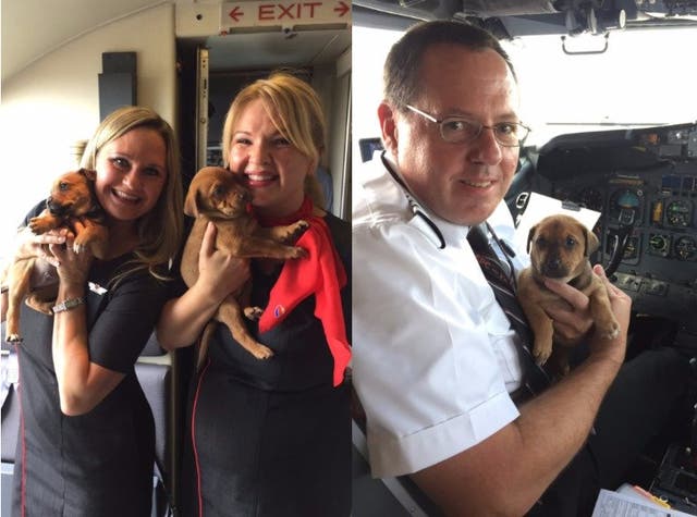Southwest airlines flew more than 60 animals to safety