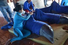Cuba airlifts dolphins to safety from deadly hurricane Irma