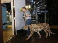 Zoo animals take shelter from Hurricane Irma