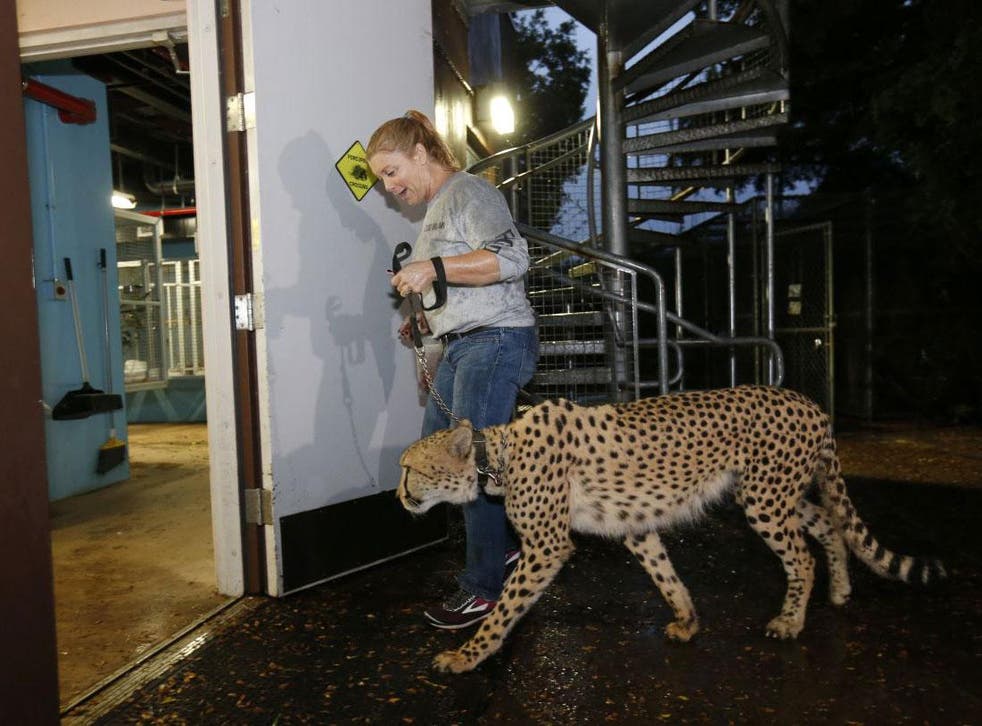 A leopard is led into a safe area of Zoo Miami 