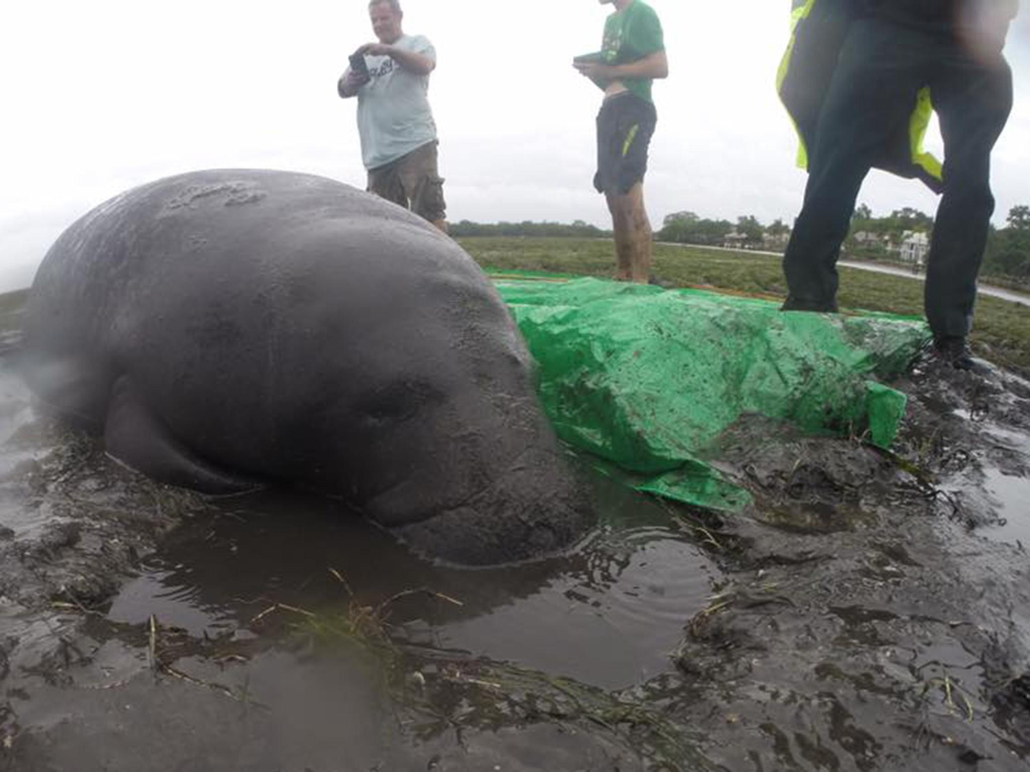 One of the beached manatees lies stranded