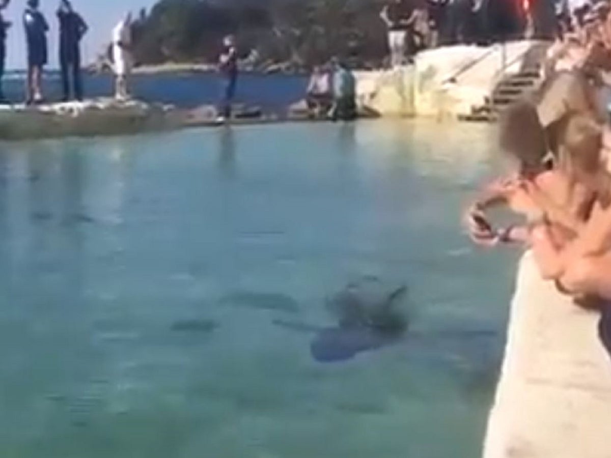 shark in pool