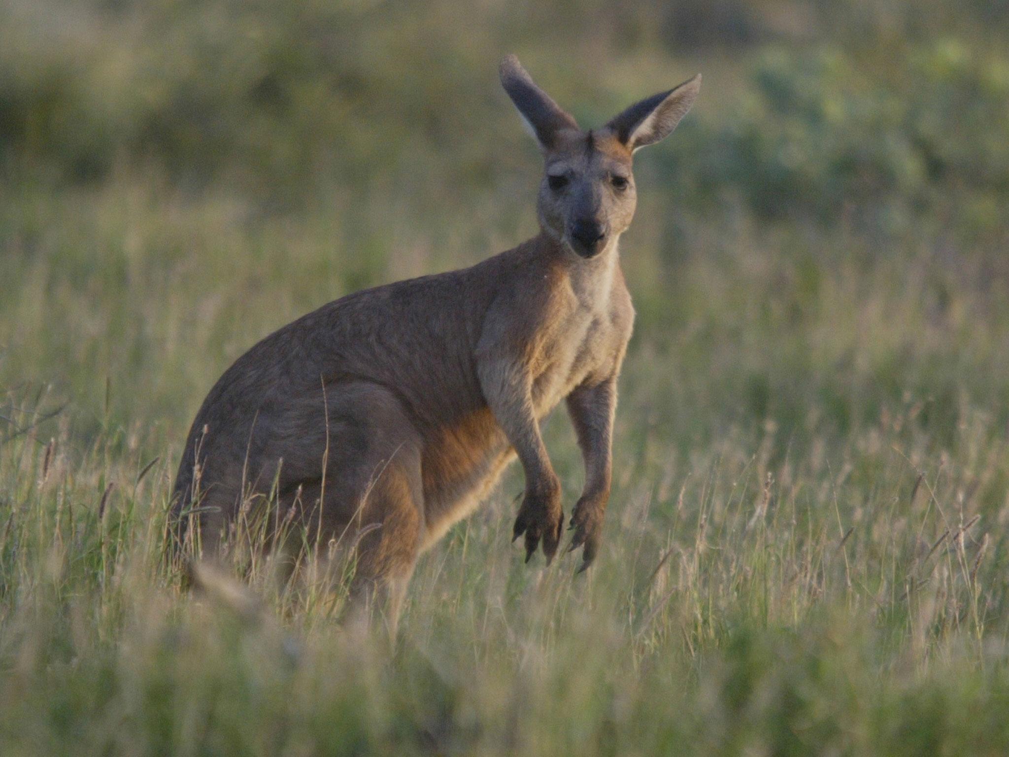 Kangaroos Eating