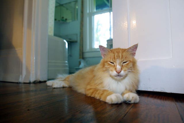 A cat lies in the bedroom of the Ernest Hemingway home July 22, 2001 in Key West, Florida. Hemingway owned the home from 1931 until his death in 1961.