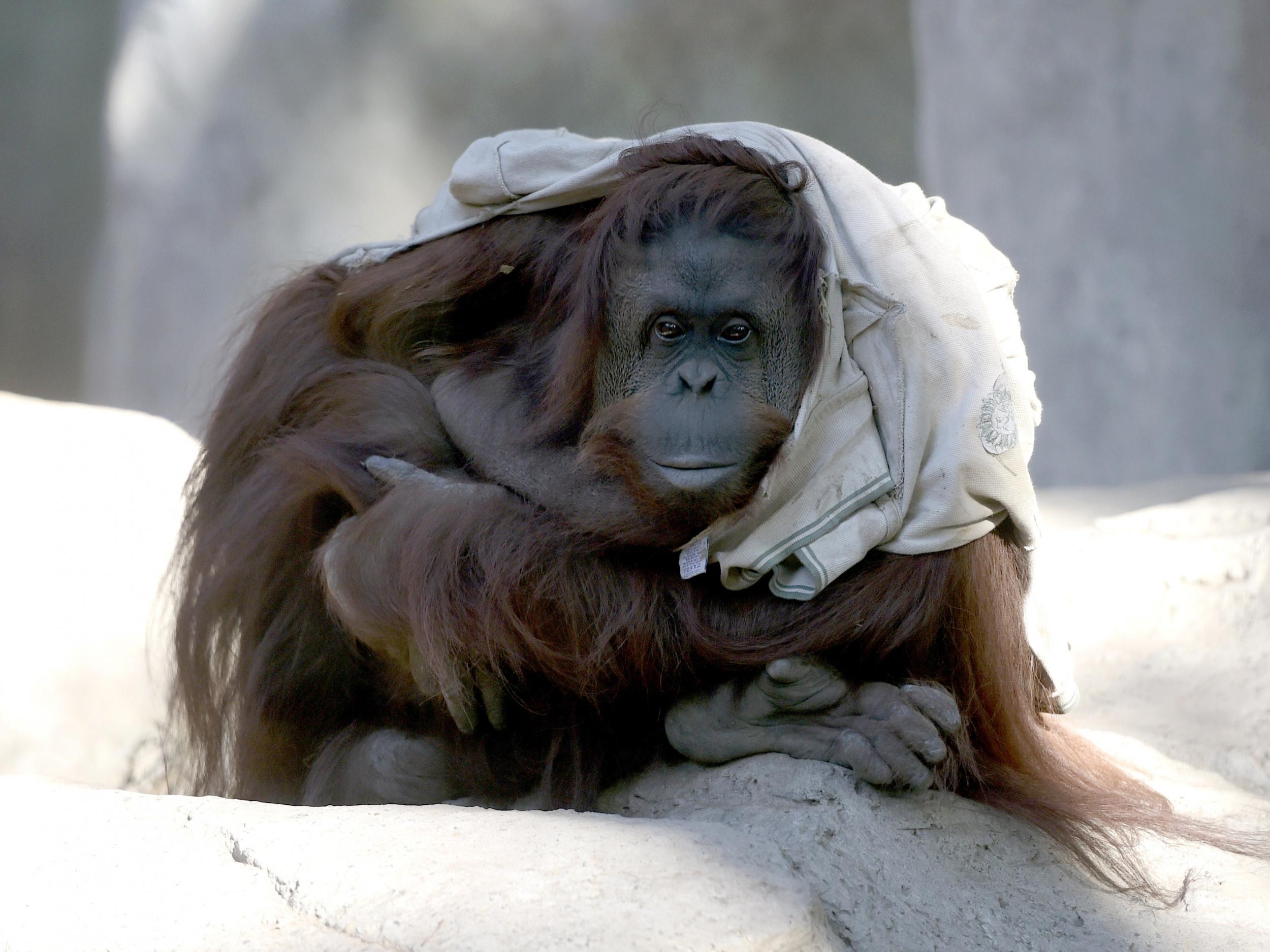 An Argentinian court ruled that Sandra the orangutan had the right not to be held captive in Buenos Aires zoo (AFP/Getty)