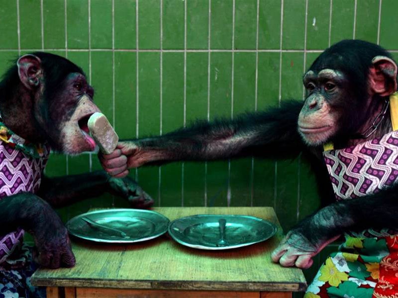 Chimpanzee Sex - Is this chimpanzee a non-human person? | The Independent
