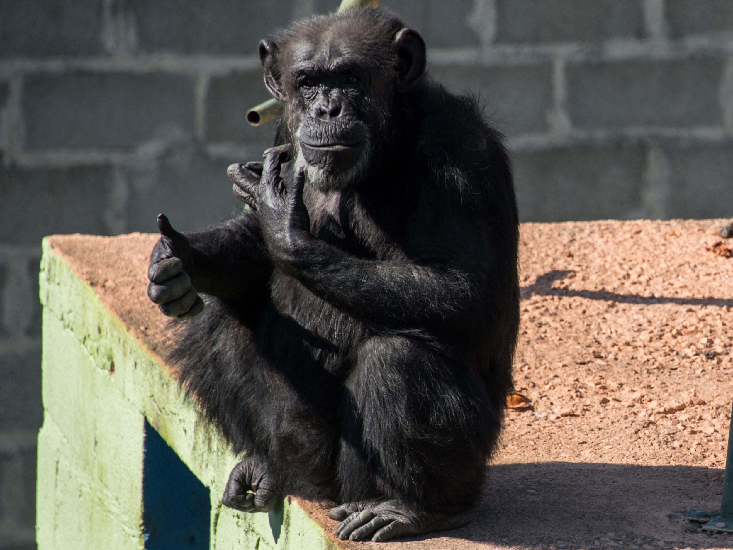 Along with dolphins and some elephants, chimps can pass the ‘mirror test’, indicating self-awareness
