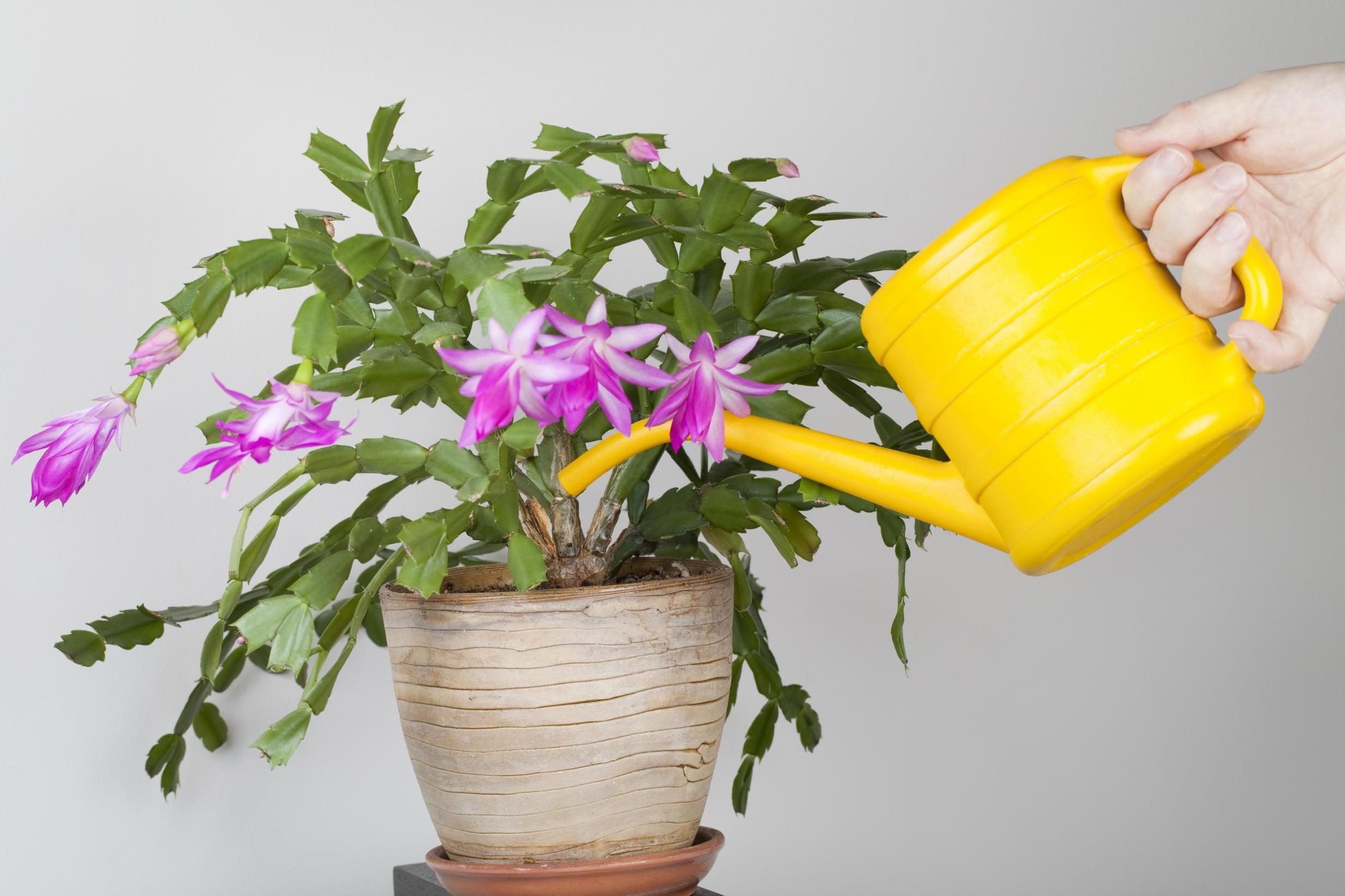 Water your zygocactus?the day before repotting to reduce stress