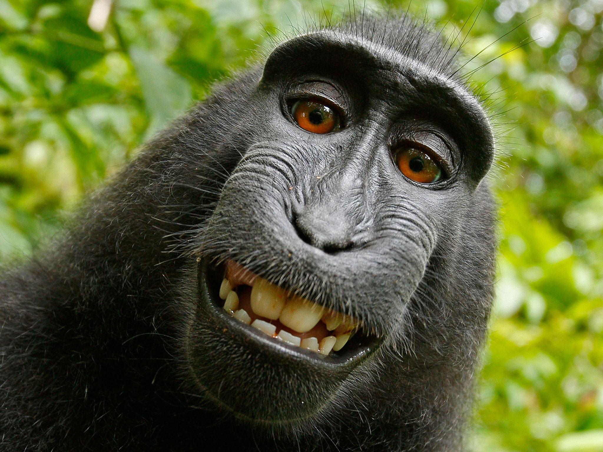 Monkey Taking A Selfie | TikTok