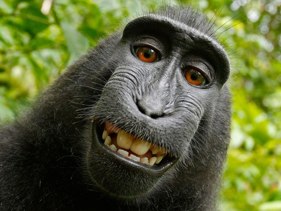 The famous grinning selfie taken by Naruto ( David J Slater/Caters News Agency )