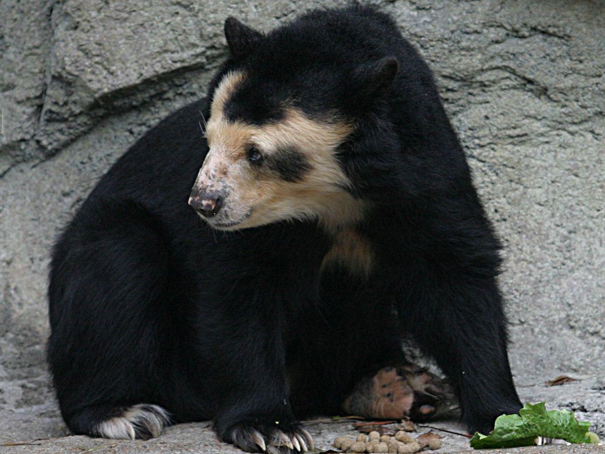 In July a captive spectacled bear in Colombia was granted a writ of habeas corpus