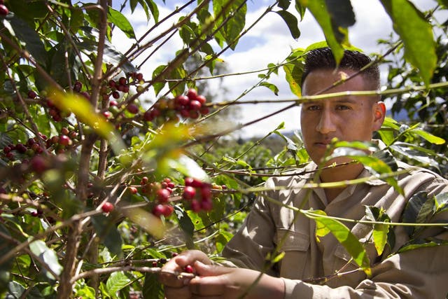 Ex-guerrillas are being given opportunities to retrain in coffee