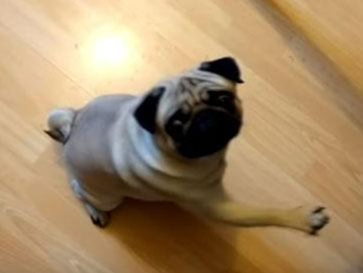 1200px x 902px - Man who taught pet pug to give Nazi salutes and posted footage on Youtube  found guilty of 'gross offence' | The Independent | The Independent