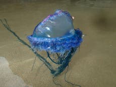 Thousands of Portuguese Man O'War wash up on UK beaches