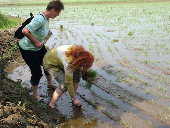 Tourists pictured on the North Korea tourism website planting rice in the famine stricken country