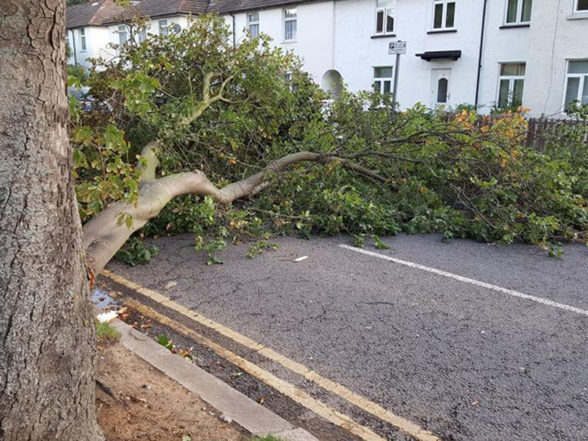 Branch in a road in Grays, Essex, as Storm Aileen batters the UK
