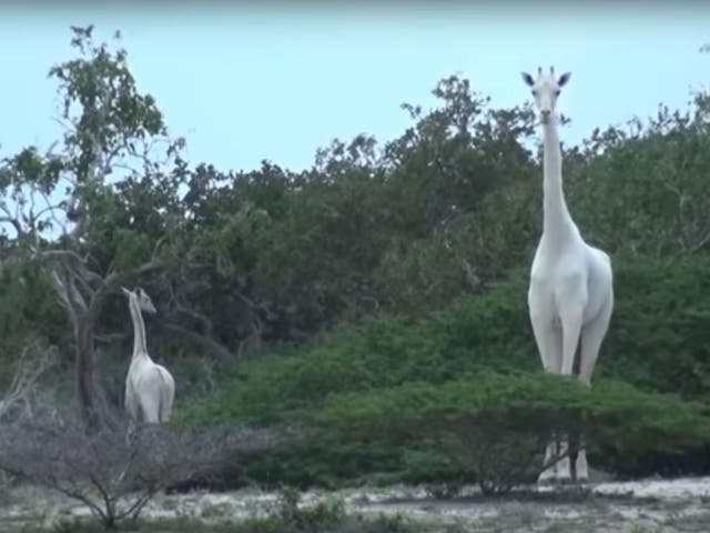 The reticulated giraffes, a mother and calf, lack the animal's characteristic marking patterns and colour