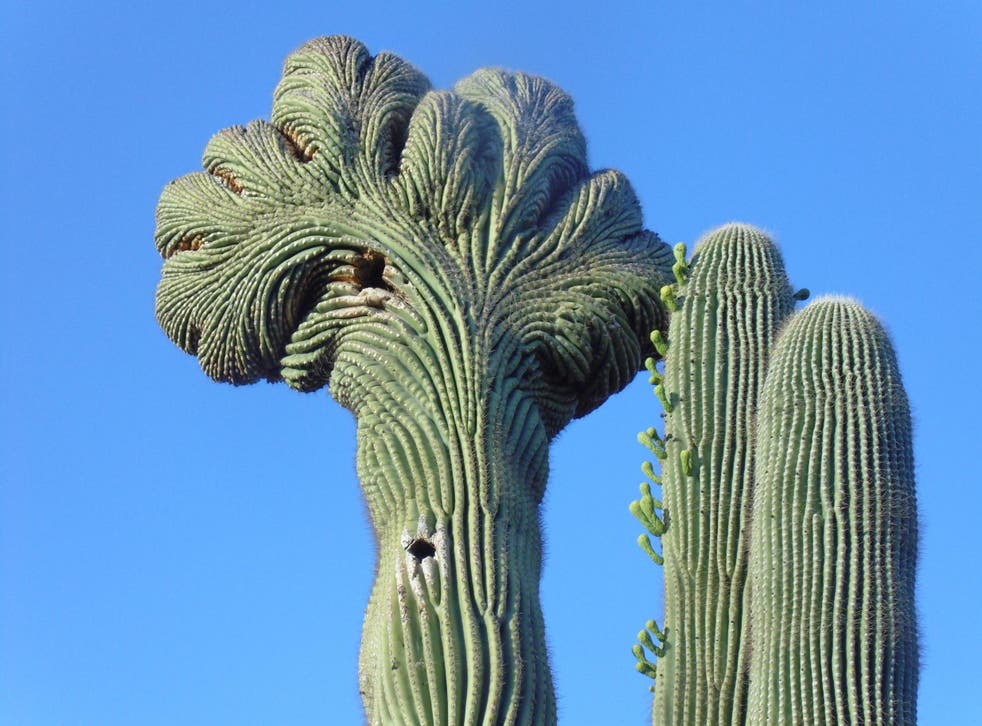 Cactus species are under threat