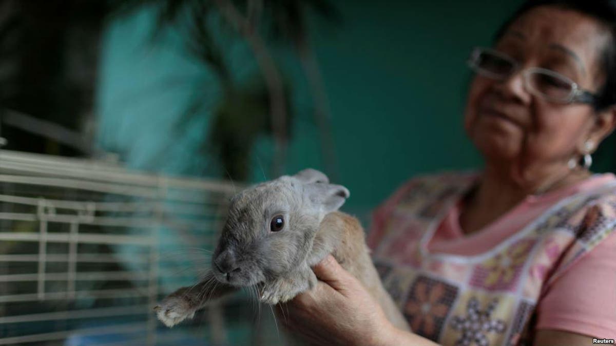 Venezuela's president advises malnourished citizens to breed rabbits