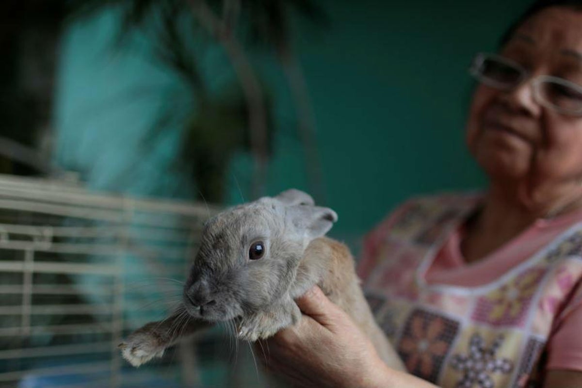 Venezuela's president advises malnourished citizens to breed rabbits ...
