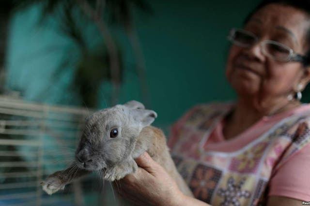 Residents of Venezuela have been advised to breed rabbits and eat them to increase their protein intake