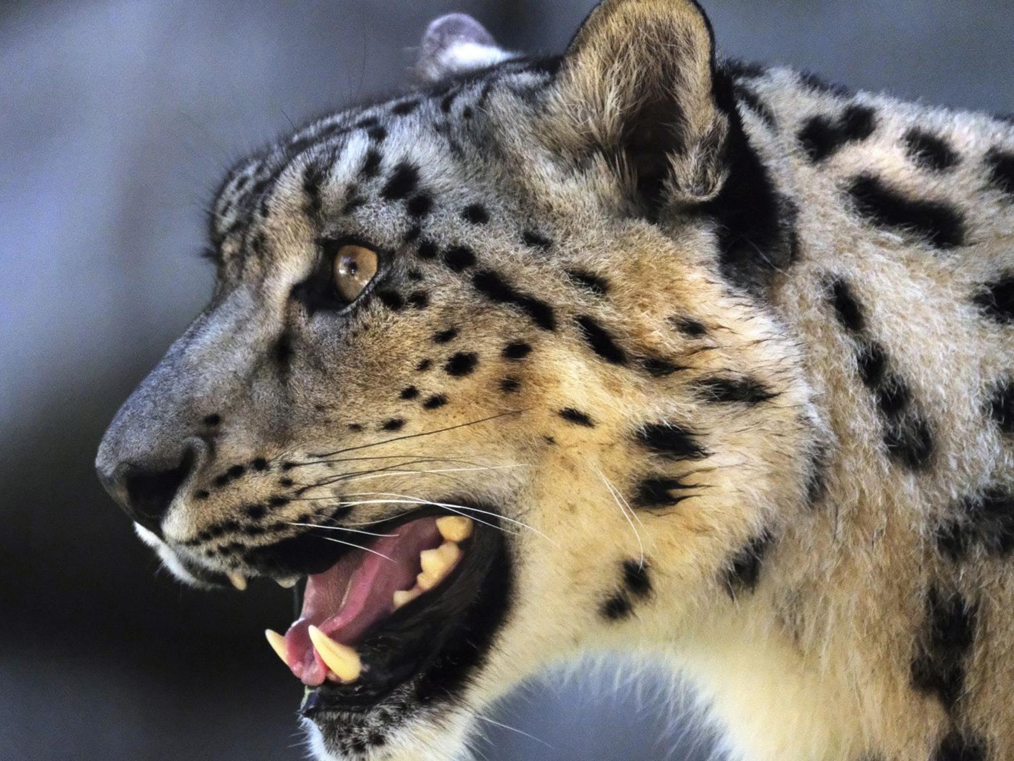 Snow leopards are now vulnerable instead of endangered