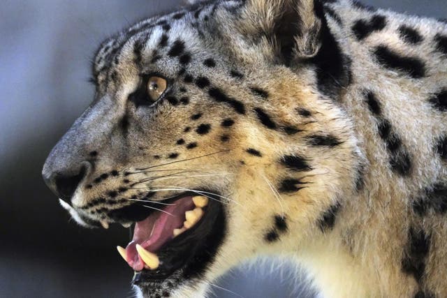 Snow leopards are now vulnerable instead of endangered