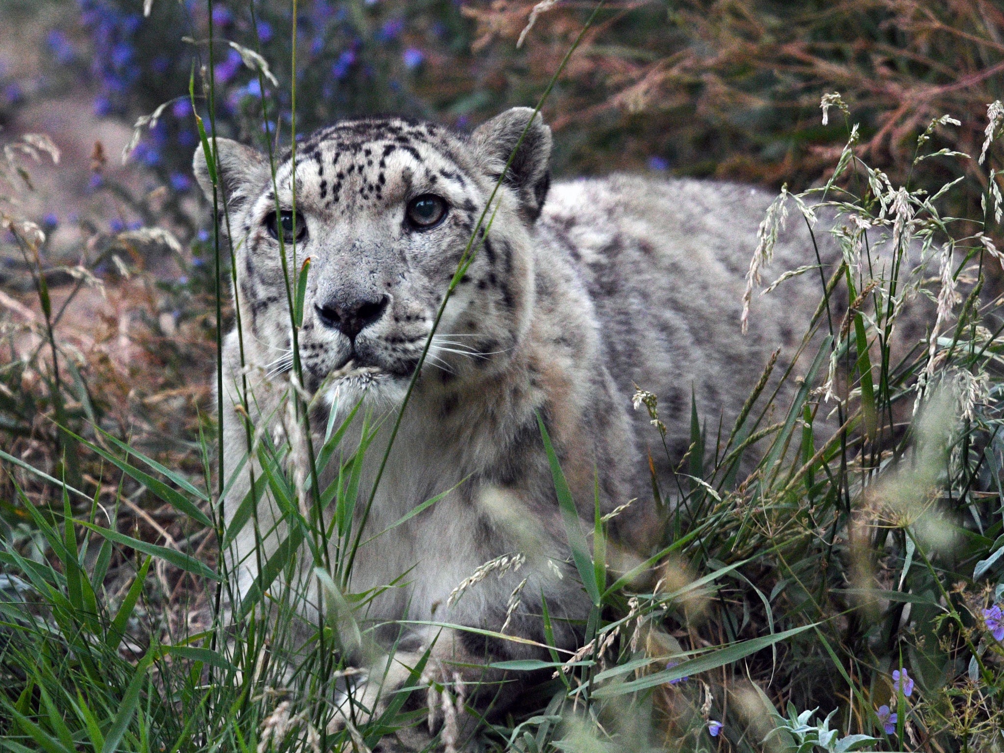 snow leopards endangered