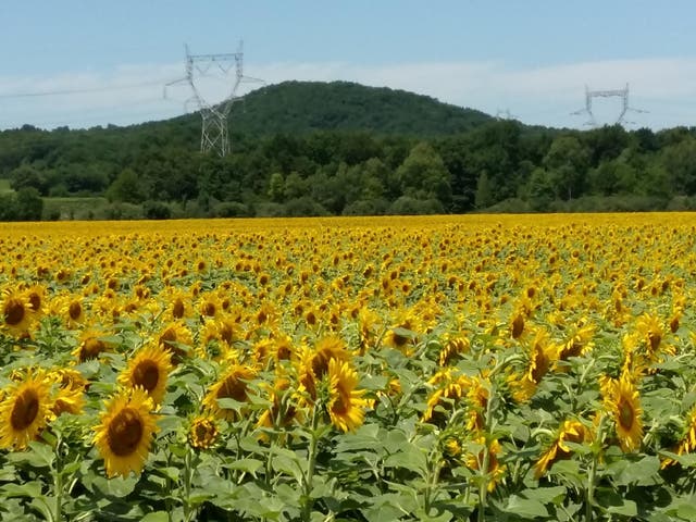 Sunflower fields just outside of Lyon: over three weeks the couple traversed 1,000kms of rural and coastal France