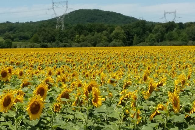 Sunflower fields just outside of Lyon: over three weeks the couple traversed 1,000kms of rural and coastal France