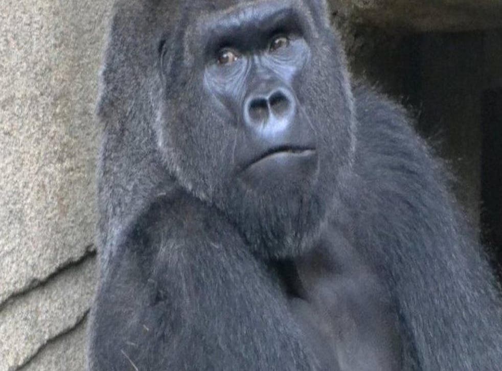 An image of Mshindi provided by the Cincinnati Zoo