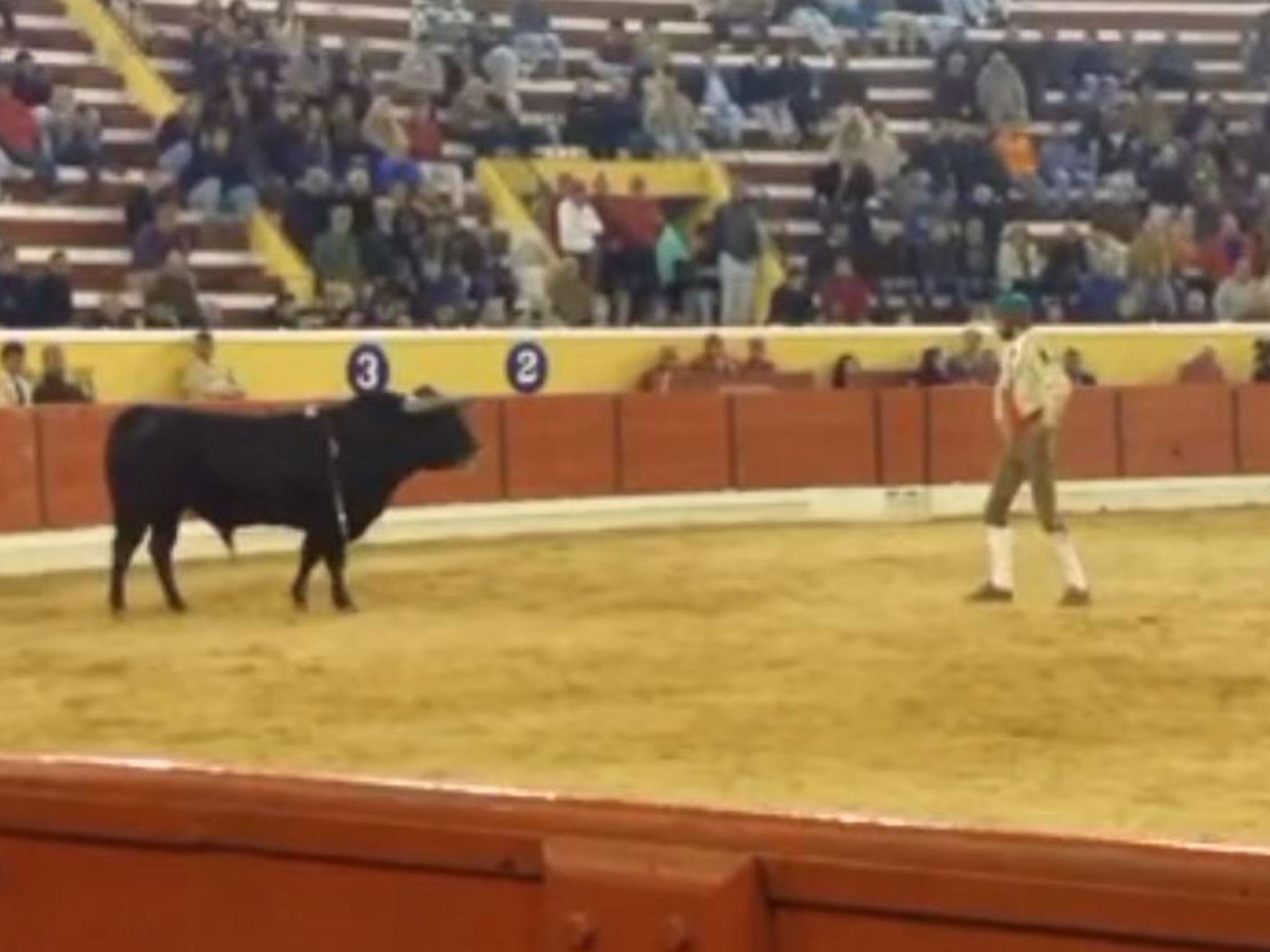 Fernando Quintela was trapped between the bulls horns and then tossed to the ground