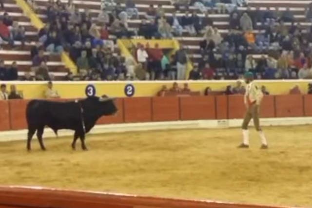 Fernando Quintela was trapped between the bulls horns and then tossed to the ground