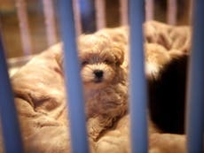 California set to ban inhumane ‘puppy mills’ with pet breeding bill