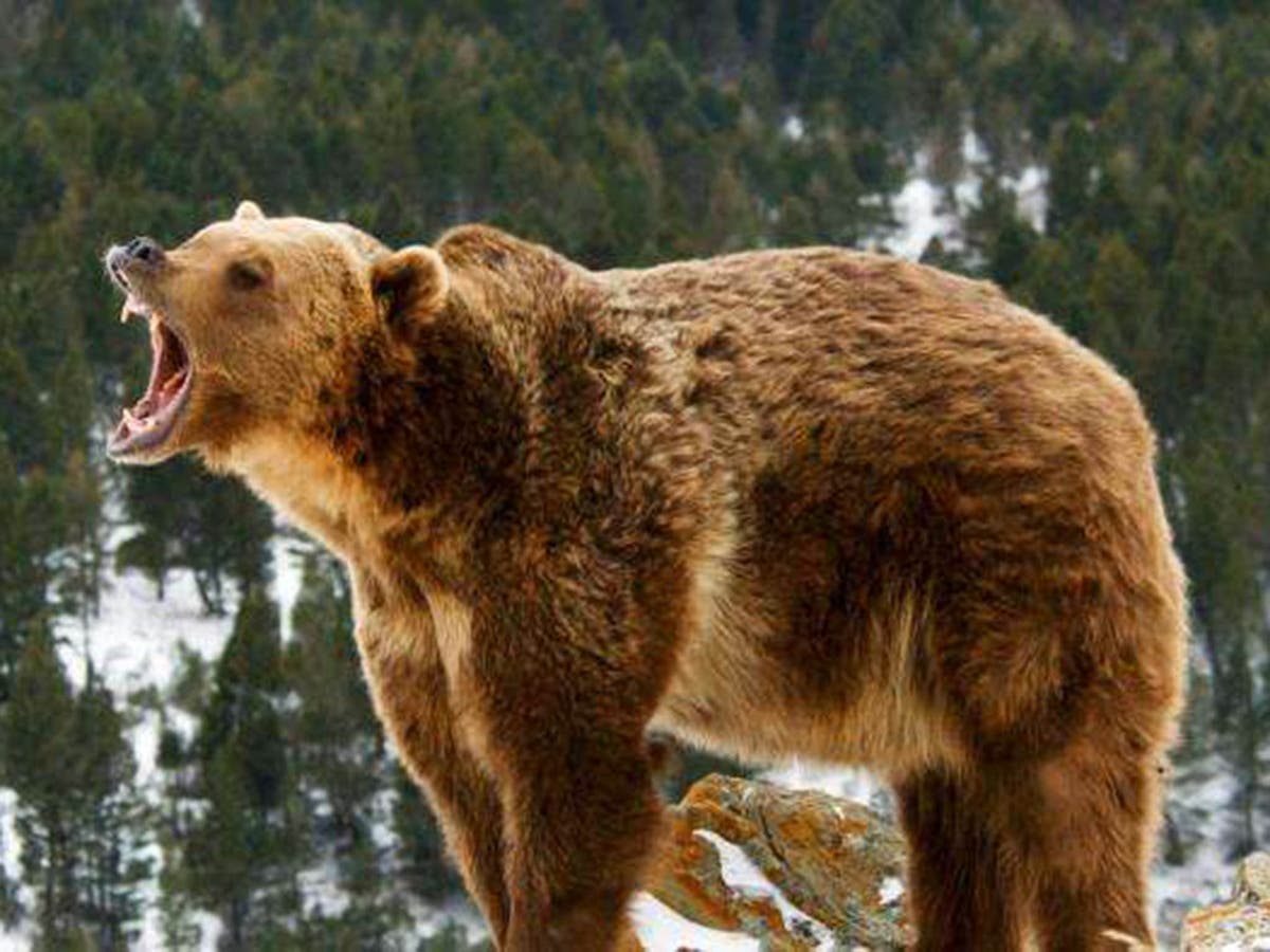 Разъярил медведя. Гризли Северной Америки. Медведь Гризли. Разъяренный медведь. Медведь рычит.